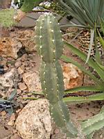Cereus stenogonus (fam Cactacees) (Argentine, Bolivie, Paraguay) (2) (Photo F. Mrugala)